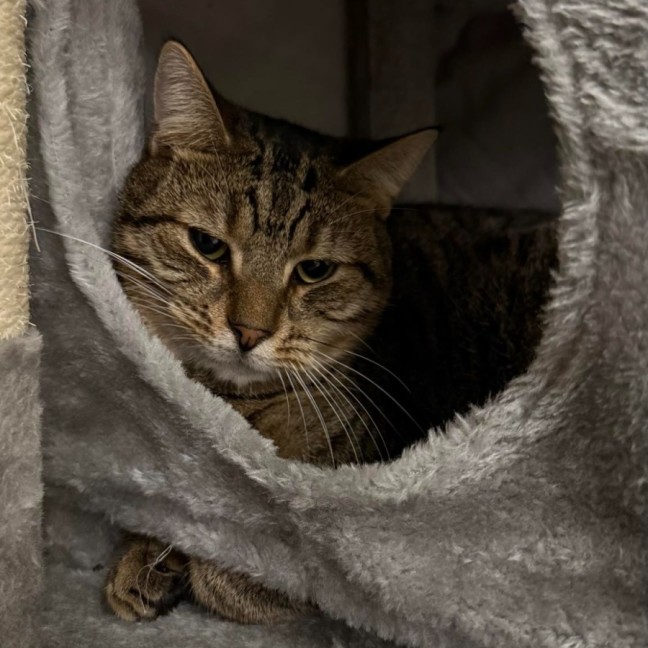 Photo of Fig