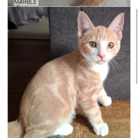 Photo of Marble Meet Me @Mornington Petstock Store