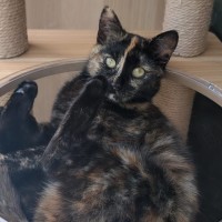 Photo of Peach & Mango 