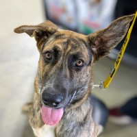 Photo of Scooby