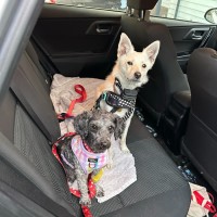 Photo of Fitzroy*** 6kg Bundle Of Love