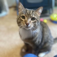 Photo of Bruce ** 2nd Chance Cat Rescue **