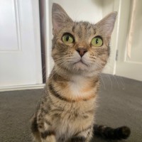 Photo of Almond