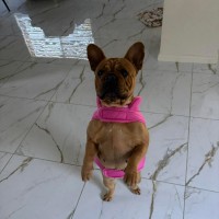 Photo of Ziggy