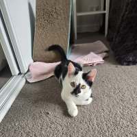 Photo of Sokka   Meet Me @ Petstock Prahran 16 May