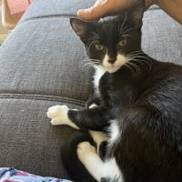 Photo of Dallas ** 2nd Chance Cat Rescue**