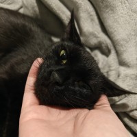 Photo of Pepper