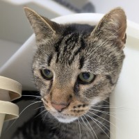 Photo of 🚆 Thomas 5953 🚆