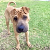 Photo of Gingerbread