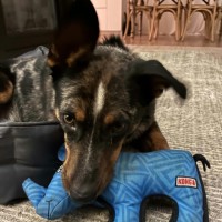 Photo of Muttley