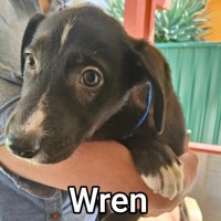 Photo of Wren