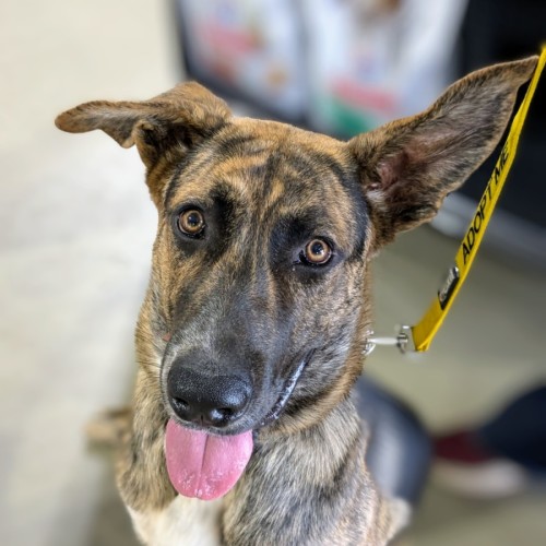 Scooby - German Shepherd Dog