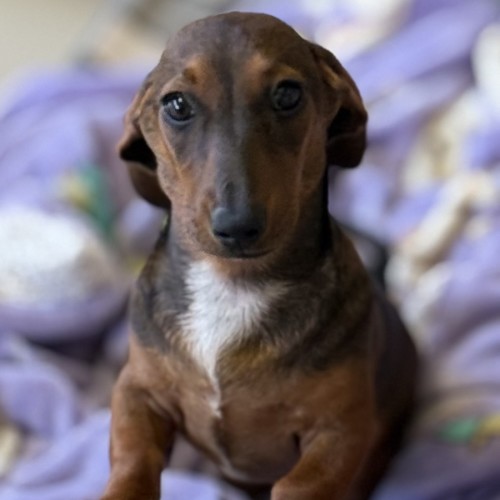 Meryl - Dachshund (Miniature) Dog