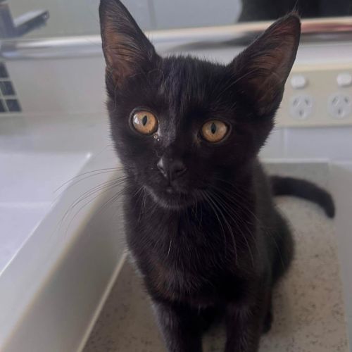 Uno - Domestic Short Hair Cat