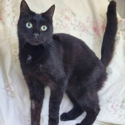 Monty - Domestic Short Hair (DSH) Cat