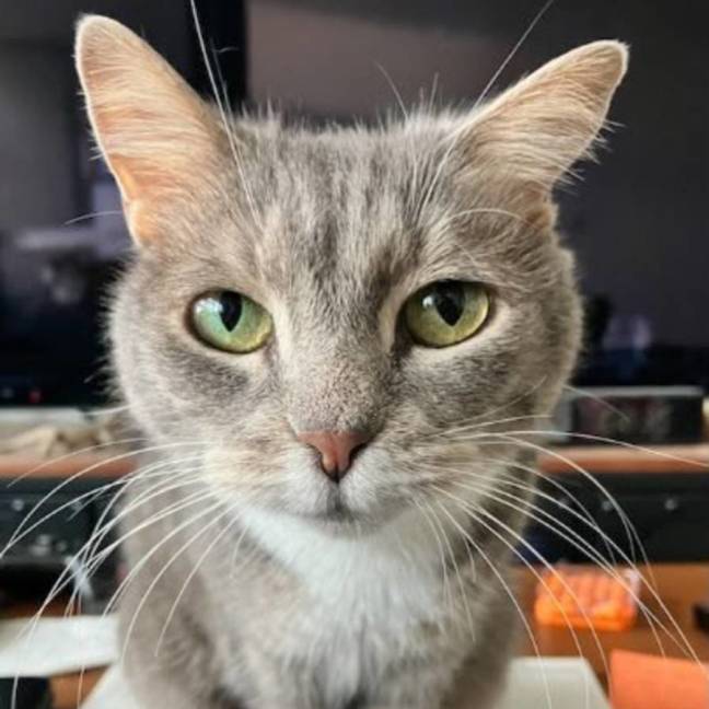 Photo of Pickles