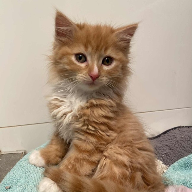 Photo of Buttercup 🧁