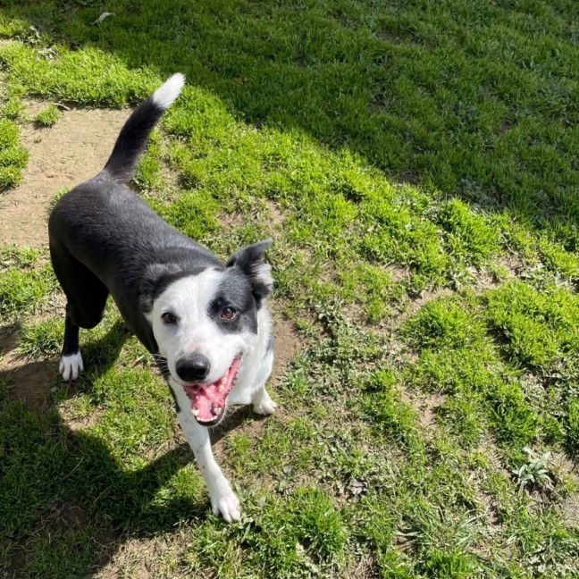 Photo of Charlie