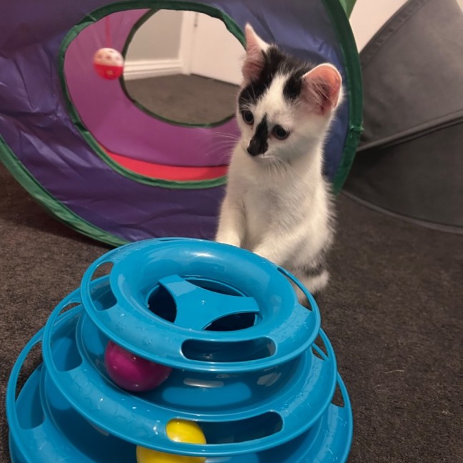 Photo of Skittles 🌈