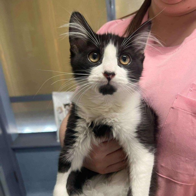 Photo of Marv   Located In Kew