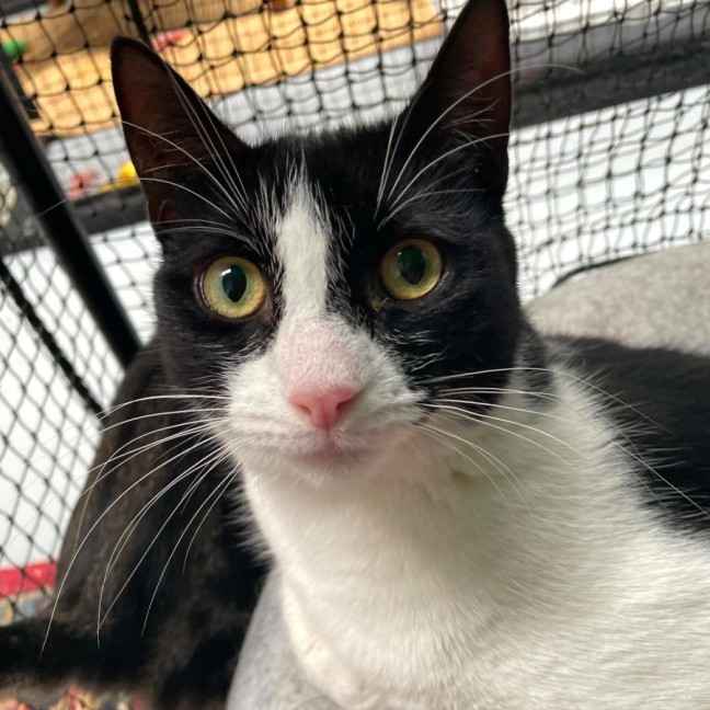 Photo of Libby ** 2nd Chance Cat Rescue **