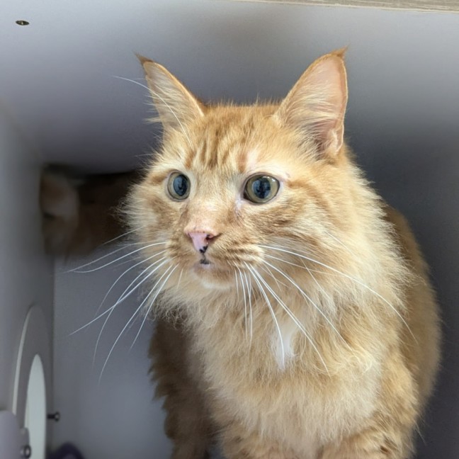 Photo of 🧉 Marmalade 5365 🧉