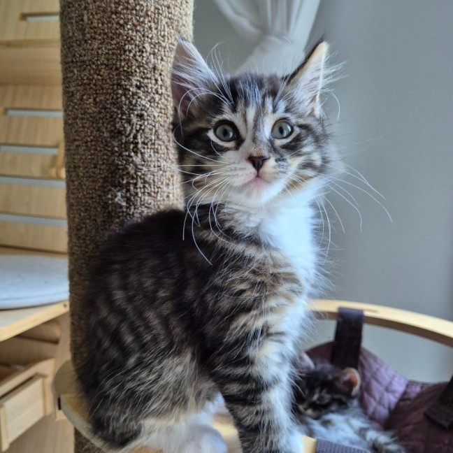 Photo of Casimir 💙