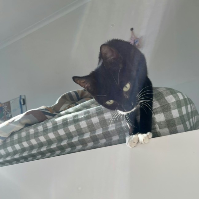 Photo of Squidette