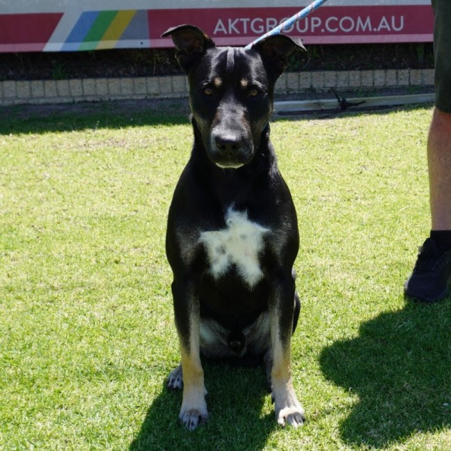 Photo of Archer
