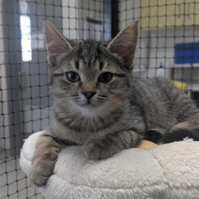 Photo of 🥜 Norton 6893 🥜