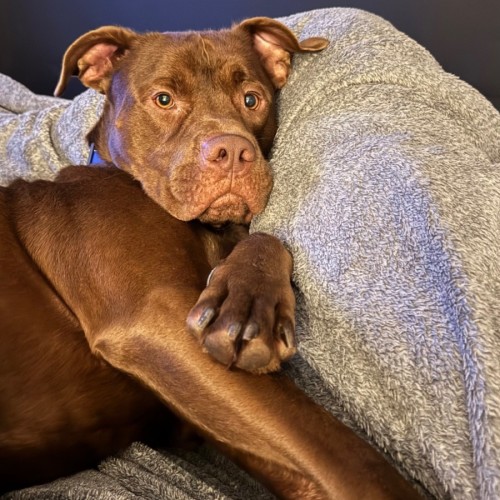 Boof - Labrador Retriever x American Staffordshire Terrier Dog