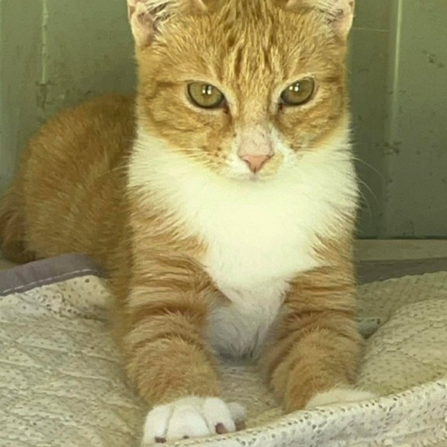 Photo of Matai