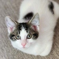 Photo of Archie ^^Dandy Cat Rescue^^