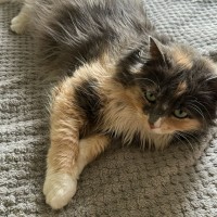 Photo of Elektra
