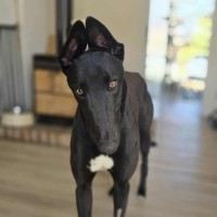 Photo of Connor, The Greyhound 