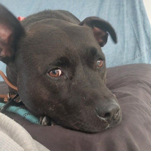 Rocky - American Staffordshire Terrier Dog