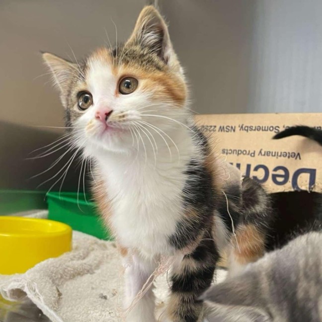 Photo of Bonnie   Located In Pakenham