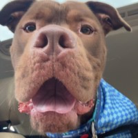 Photo of Boof