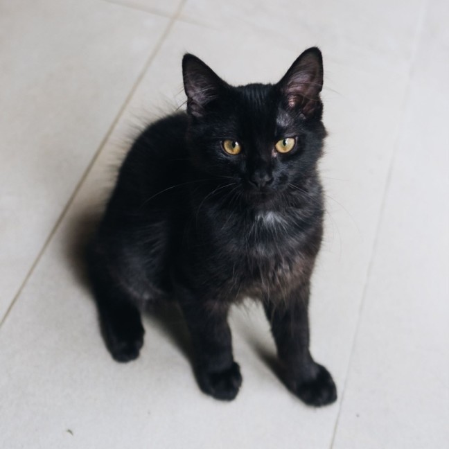 Photo of Cola