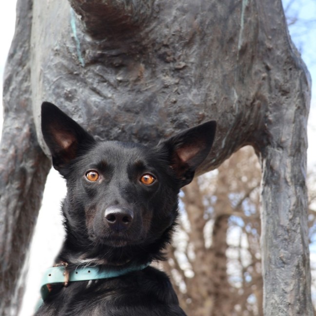 Photo of Gypsy