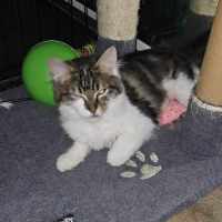 Photo of Maliani **2nd Chance Cat Rescue**