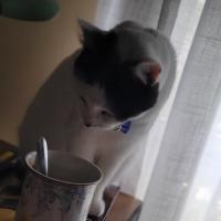 Photo of Kiki   2 Year Domestic Short Hair