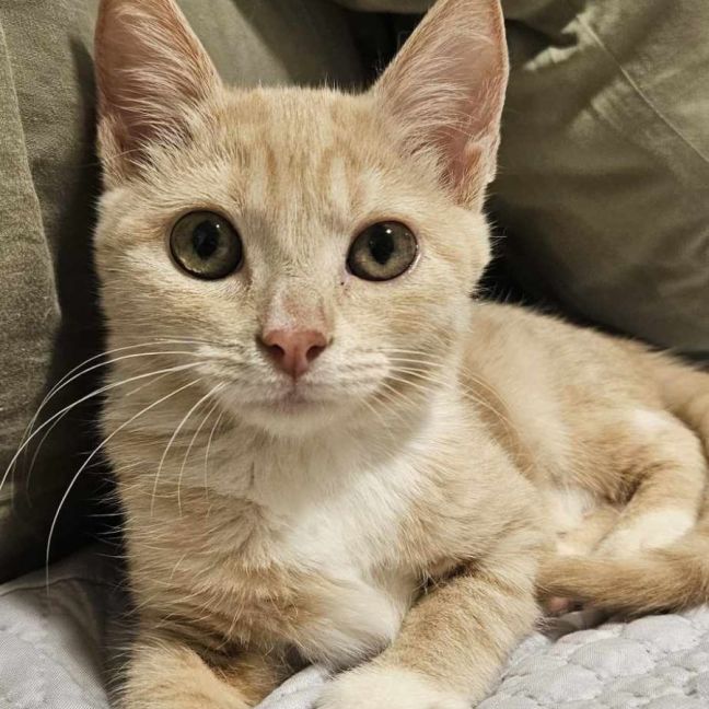 Photo of Puddles