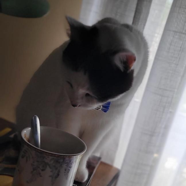 Photo of Kiki   2 Year Domestic Short Hair