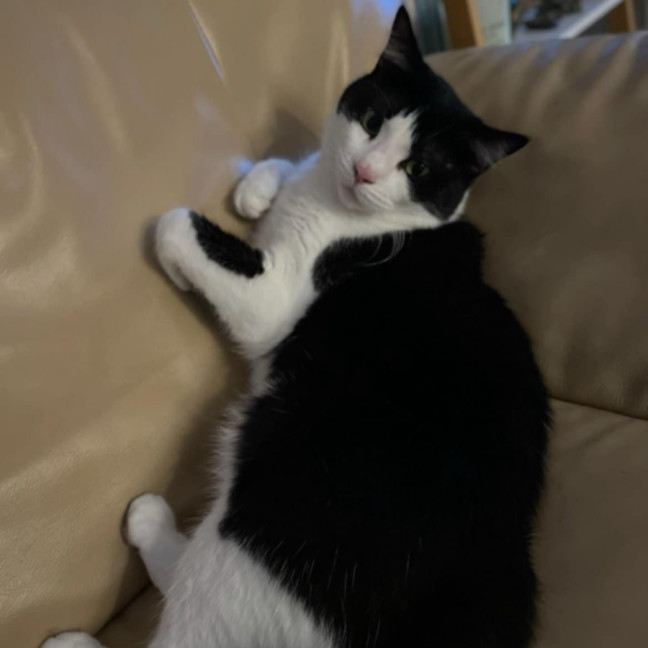 Photo of Keto 🐈‍⬛ 