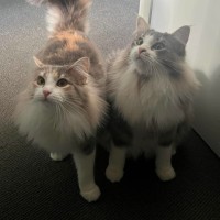Photo of Mochi & Duman