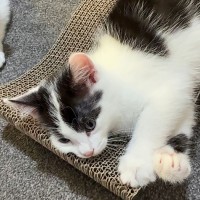 Photo of Oreo