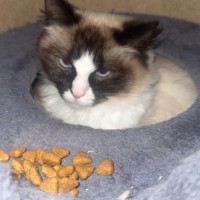 Photo of Coco & Marshmellow