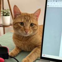 Photo of Simba The Handsome