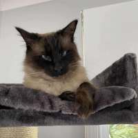 Photo of Oliver **2nd Chance Cat Rescue**